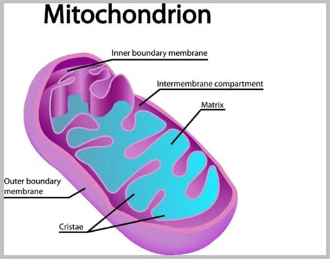 Mitochondrion In Eukaryotic Cells The Cell Organelle That Is
