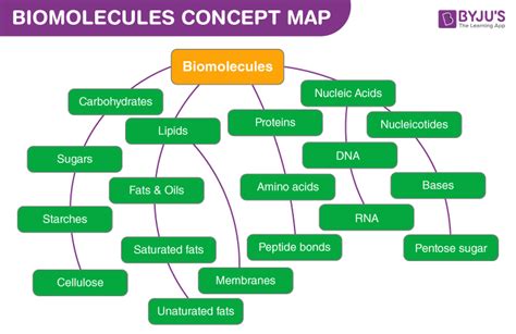 Concept Map Of Macromolecules Dorrie Katharina