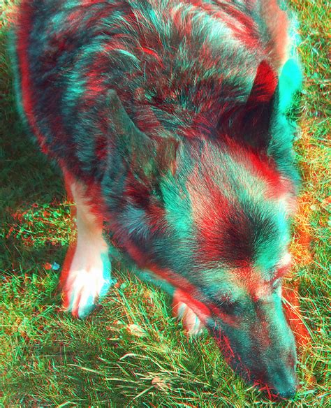Alsation 3d Anaglyph Red Blue Glasses To View Steve Woodmore Flickr