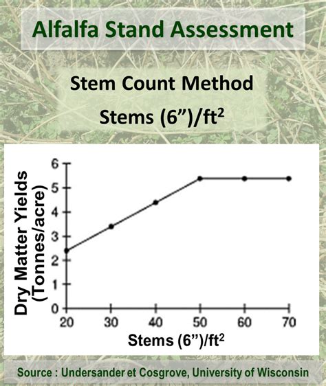 Alfalfa Stand Assessment Field Crop News