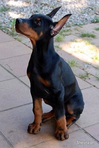 Most of the purchasers tend to buy doberman puppies because puppies are easier to teach. Quality Pure Breed Doberman Puppies | Pets Quezon City, Metro Manila | Sheryna.ph - 731630