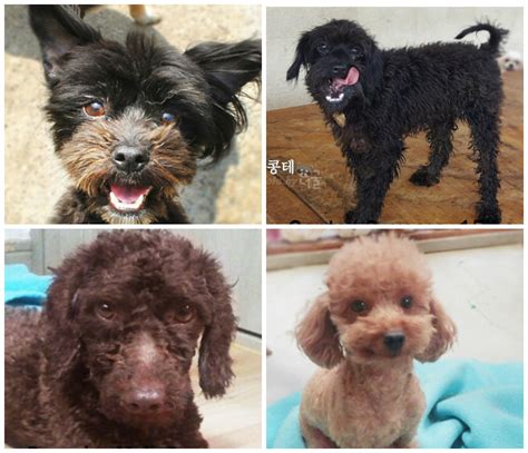 One of the perks to. Toy Poodle For Adoption | Wow Blog