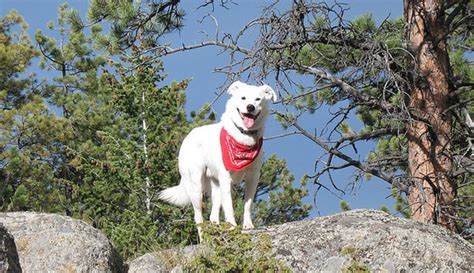 Visiting Yellowstone National Park With Dogs Our Fit Pets