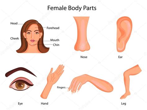 Human body parts diagram illustration. Medical Education Chart of Biology for Female Body Parts ...