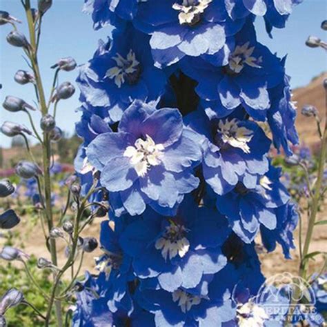 Plant Profile For Delphinium ‘magic Fount Sky Bluewhite Bee Magic