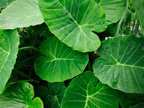 Leaves can also mean to go away. Taro Leaves: Nutrition, Benefits, and Uses