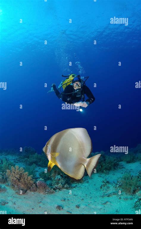 Scuba Diver Looking At A Teira Batfish Platax Teira Ras Muhammad