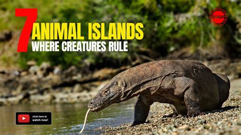 7 Animal Islands Where Creatures Rule Youtube