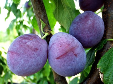 Kukkivat koko kevään ja kesän ajan, ja snapdragon on pieni huoltolaitos, jossa on suuret, värikkäät, kapeat kukat ja vähäinen tuoksu. Prune
