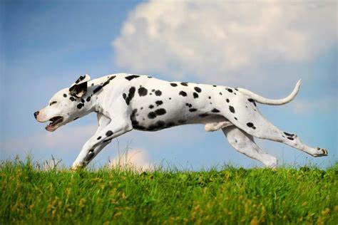 The Top 10 Fastest Dog Breeds In The World