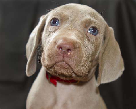 All puppies have been dewormed and are up to date with vaccinations. Weimaraner puppy, 5 weeks old, blue eyes | Weimaraner ...