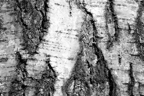 Old Birch Tree Bark Texture Tree Bark Background Black And White Stock