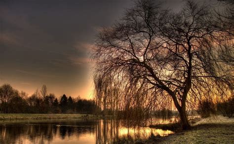 Weeping Willow Tree Autumn Hd Wallpaper Landscape Trees Weeping Willow Beautiful Landscapes