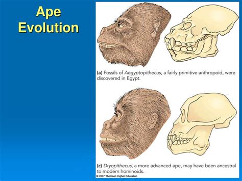 Ppt The Evolution Of Primates Powerpoint Presentation Free Download