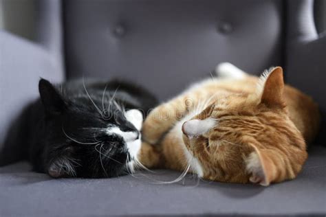 Two Cats Cuddling Together In Their Cat House Lair Stock Photo