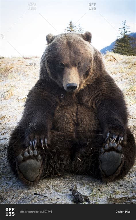 Brown Bear Ursus Arctos Taken Close Up Sitting Up And Touching His