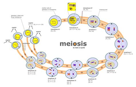 Difference Between Mitosis And Meiosis Pediaacom