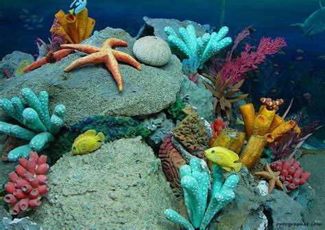 Underwater Beautiful Sea Creatures Underwater Sea Life Under The Sea