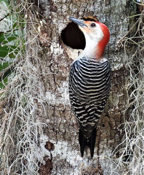 Kuhl Photo Art Red Bellied Woodpecker At The Nest