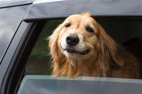 20 Things All Golden Retriever Owners Must Never Forget