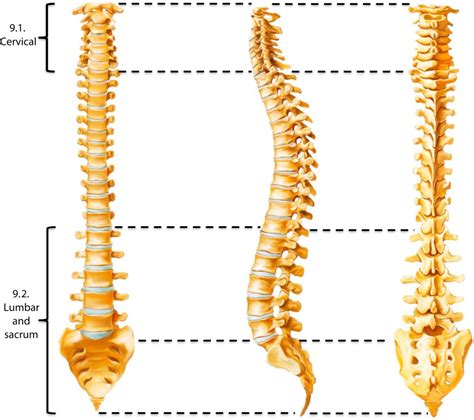 Spine Musculoskeletal Key