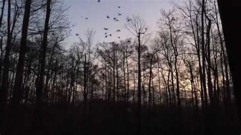 Streaming at 123movies.mom online free, the documentary focuses on andrea pino and annie e. Ducks Falling In Flooded Timber! Mallard Gadwall Wood Duck ...