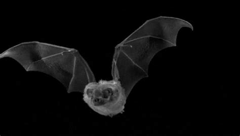 Straight Out Of The Dark Knight Bats Use Hair Thin Muscles To Shape