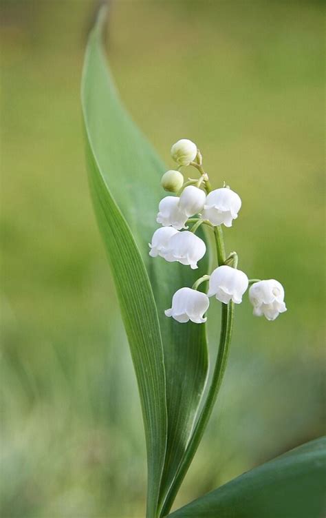 Convallaria Majalis Lily Of The Valley Potted Up 8318 Birth Flowers