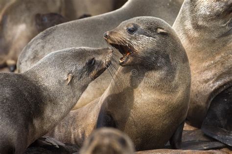 South African Fur Seal Arctocephalus Pusillus Colony At Cape Cross In
