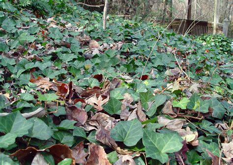 Escape Of The Invasives Top Six Invasive Plant Species In The United