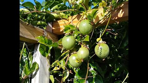 How To Build A Passion Fruit Trellis Part I Youtube