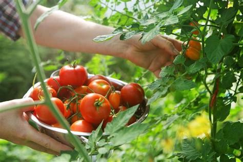 The determinate/indeterminate distinction the basic differences are this: Here's the Difference Between Determinate and ...