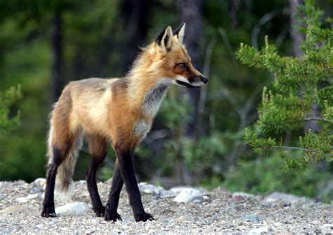 File:Adult fox.JPG - Wikipedia