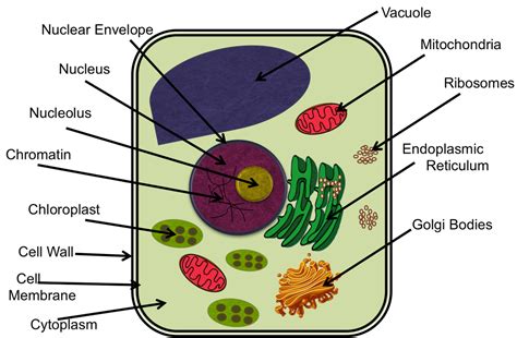 A Plant Cell Life On Cells