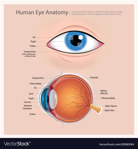 Anatomy Of The Eye Human Eye Anatomy Eye Anatomy Huma