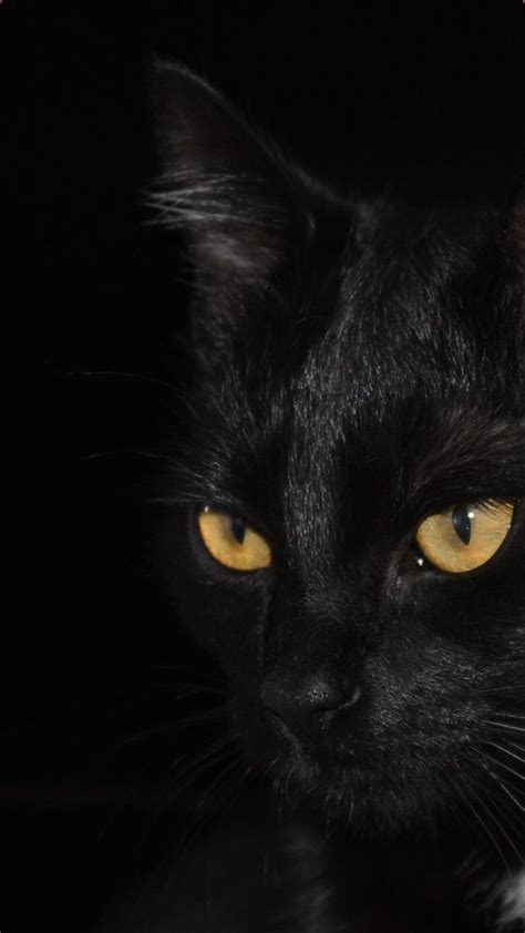 Iphone Black Cat Wallpaper Black Cat Pictures Black Cat Aesthetic