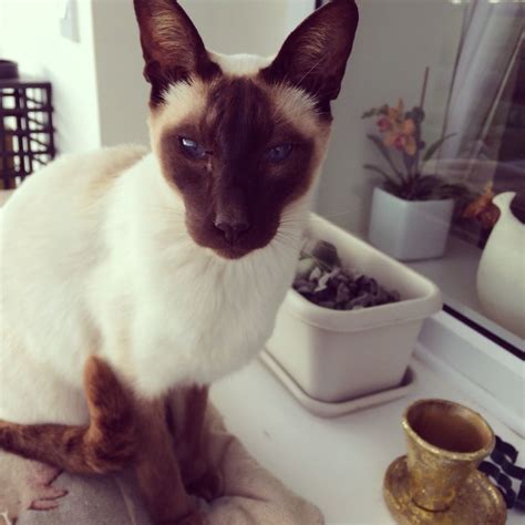 George The Chocolate Point Siamese Cat Siamese Cats Beautiful Cats