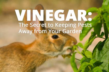 A very simple way to keep rabbits away from your garden is to place some corn cobs soaked in vinegar. How to keep rabbits away from plants