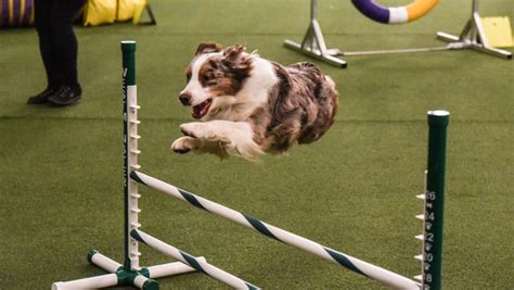 The Westminster Kennel Club Agility Competition For 2018