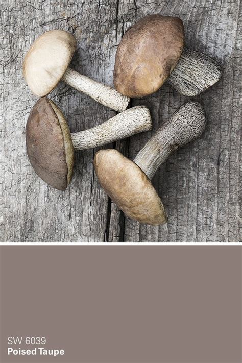 Maybe you would like to learn more about one of these? Our 2017 Color of the Year, Poised Taupe SW 6039, is a ...