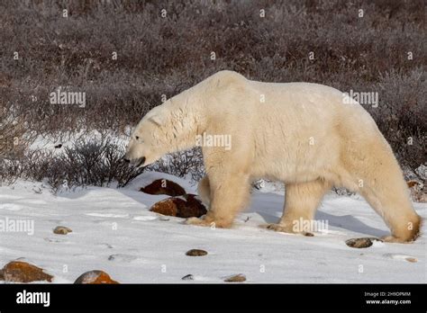 Canada Manitoba Churchill Lone Mature Male Polar Bear Wild Ursus