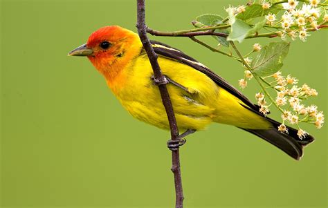 Backyard Wildlife Color Of The Week Yellow The National Wildlife