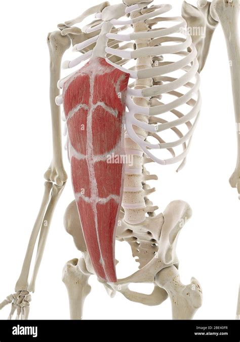 Rectus Abdominis Muscle Hi Res Stock Photography And Images Alamy
