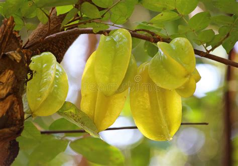 Maybe you would like to learn more about one of these? Carambola-Frucht-Stern-Frucht Stockfoto - Bild von gewu ...