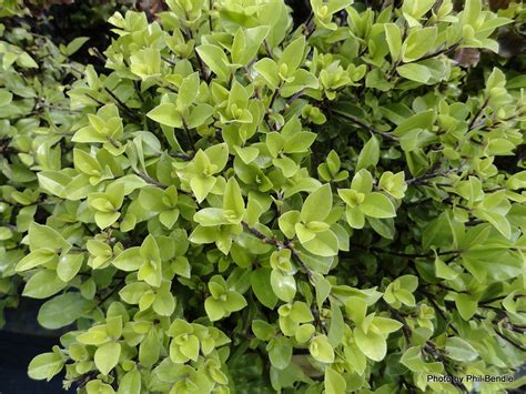The genus pittosporum is in the family pittosporaceae in the major group angiosperms (flowering plants). Pittosporum Little Anita, Pittosporum, Little Anita ...