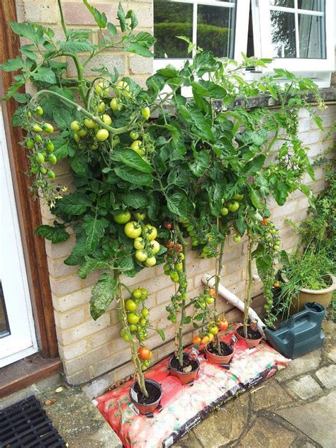 Tomaten im Sack - Lizbon | Vegetable garden design ...