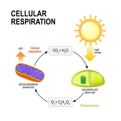 Cellular Respiration Gcse Biology Revision