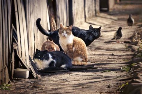 Australian Kitties Kill More Than 2 Billion Animals Every Year