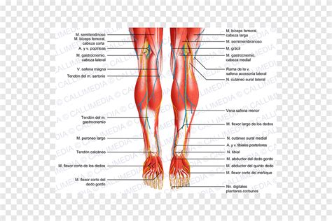 Start studying lower body diagram (a&p practical 2). Leg Muscle Diagram Posterior : Thigh Muscles Diagram Pictures List Of Actions Healthhype Com ...