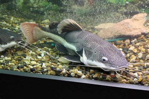 Redtail Catfish Care Size Keeping And Aquatic Happiness